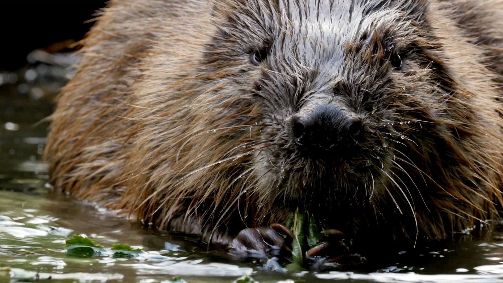 Holanda salvaje - Episodio 2: Bajo el nivel del mar - ver ahora