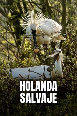 Holanda salvaje