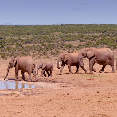 Grandes parques naturales de África