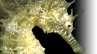 La España sumergida