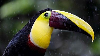 Parasos de Centroamrica