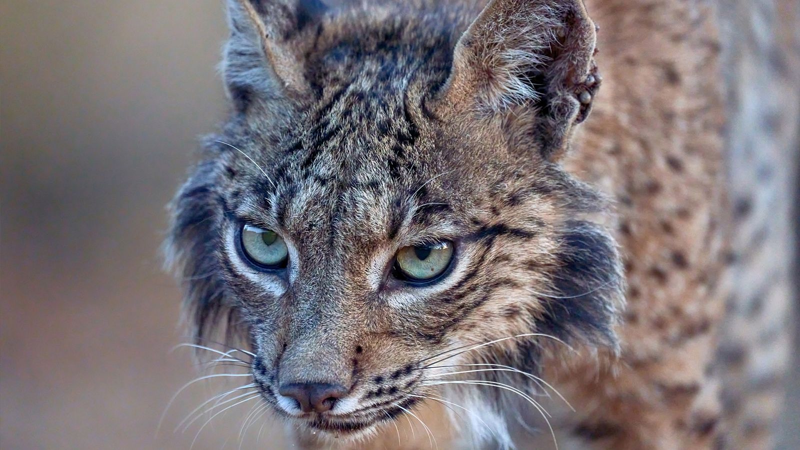 El universo escondido - Episodio 1: El bosque domado - ver ahora