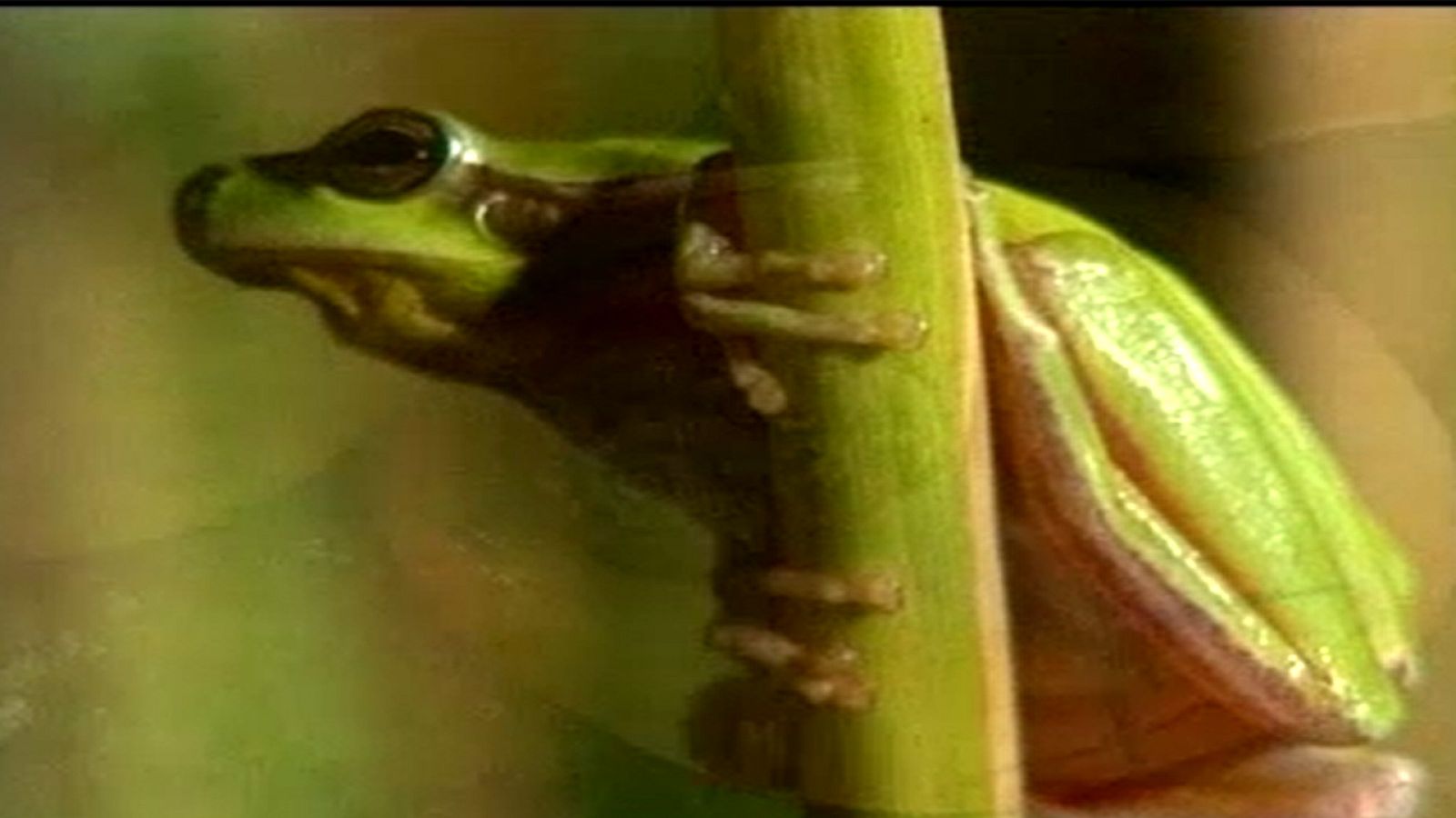 Guardianes de hábitat - Espacios proscritos - Guardianes de hábitat | Ver