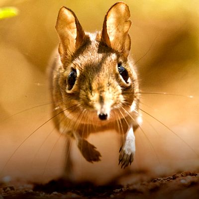 Grandes documentales