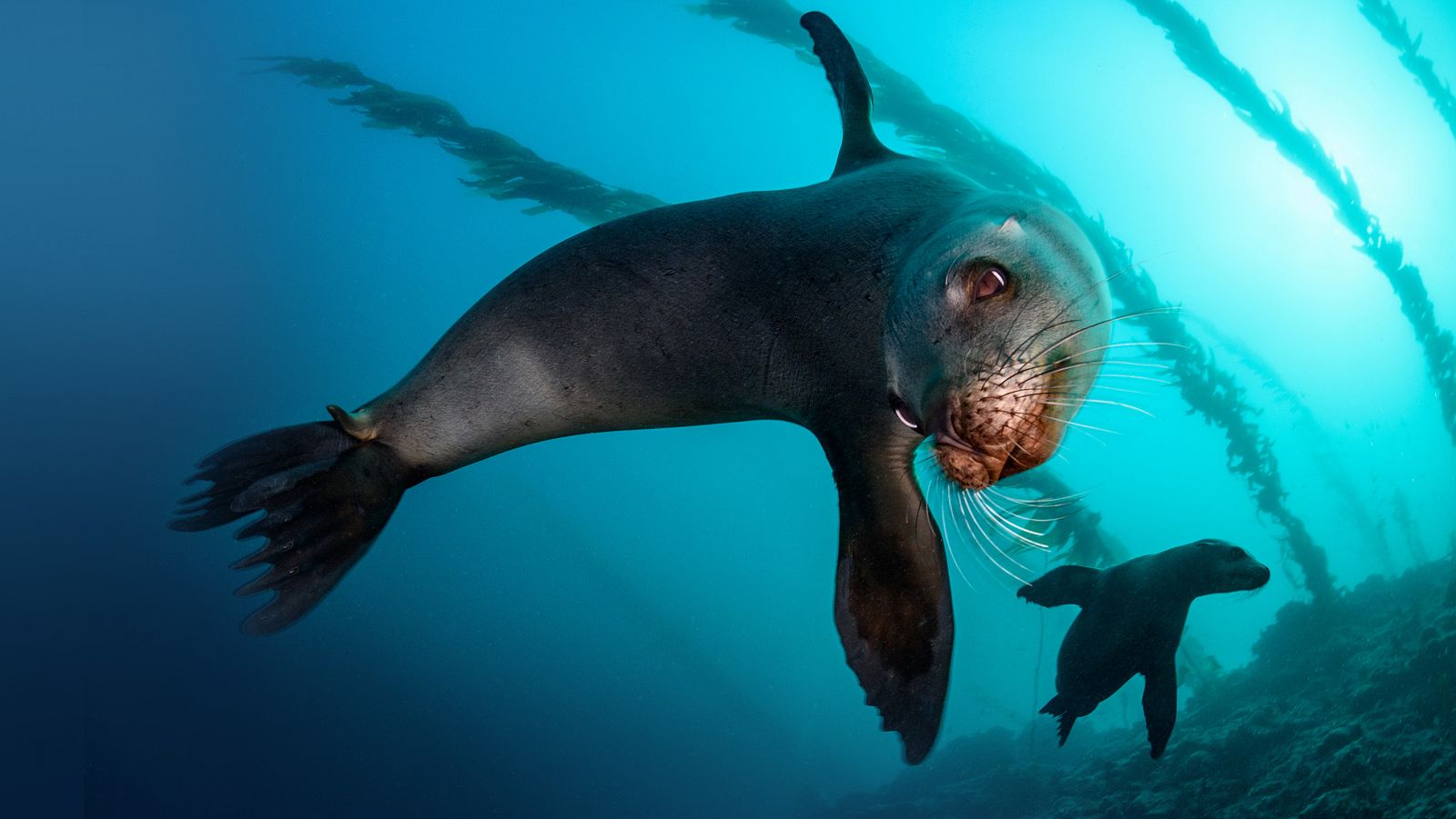 Somos documentales - El bisonte europeo, el coloso del bosque - ver ahora