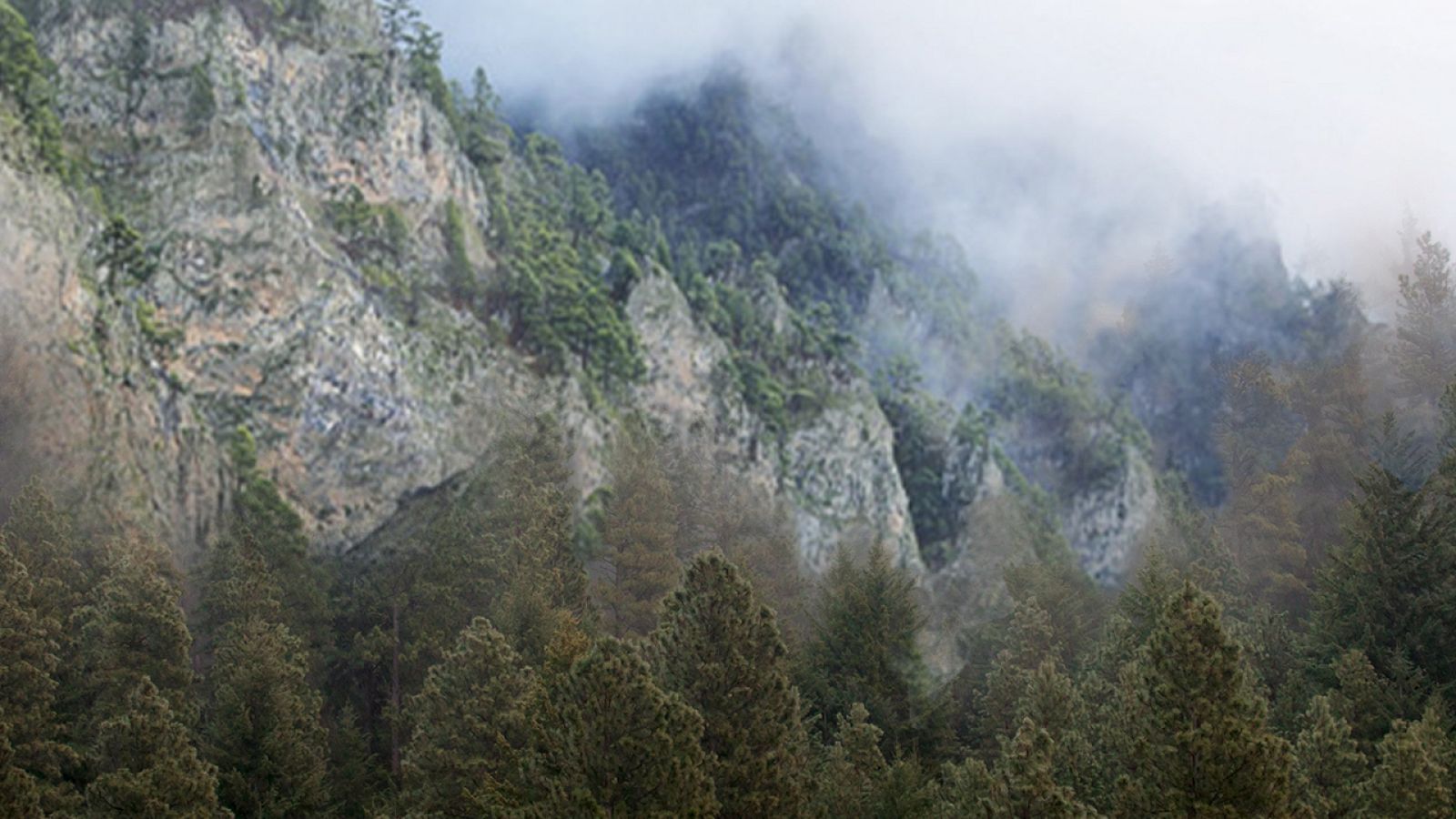 Aulaga - Ruta de los Volcanes - La Palma