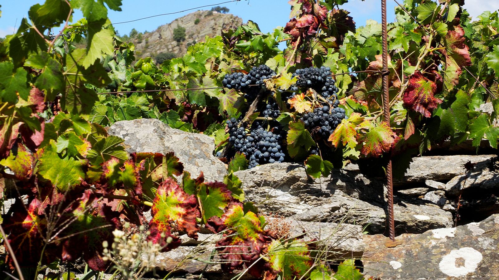 La Aventura del Saber. Serie Documental. Crónicas de la Ribera Sacra. Ribera Sacra