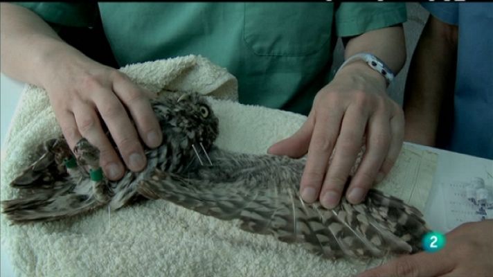 Biodiario - Biodiario - 28/01/11