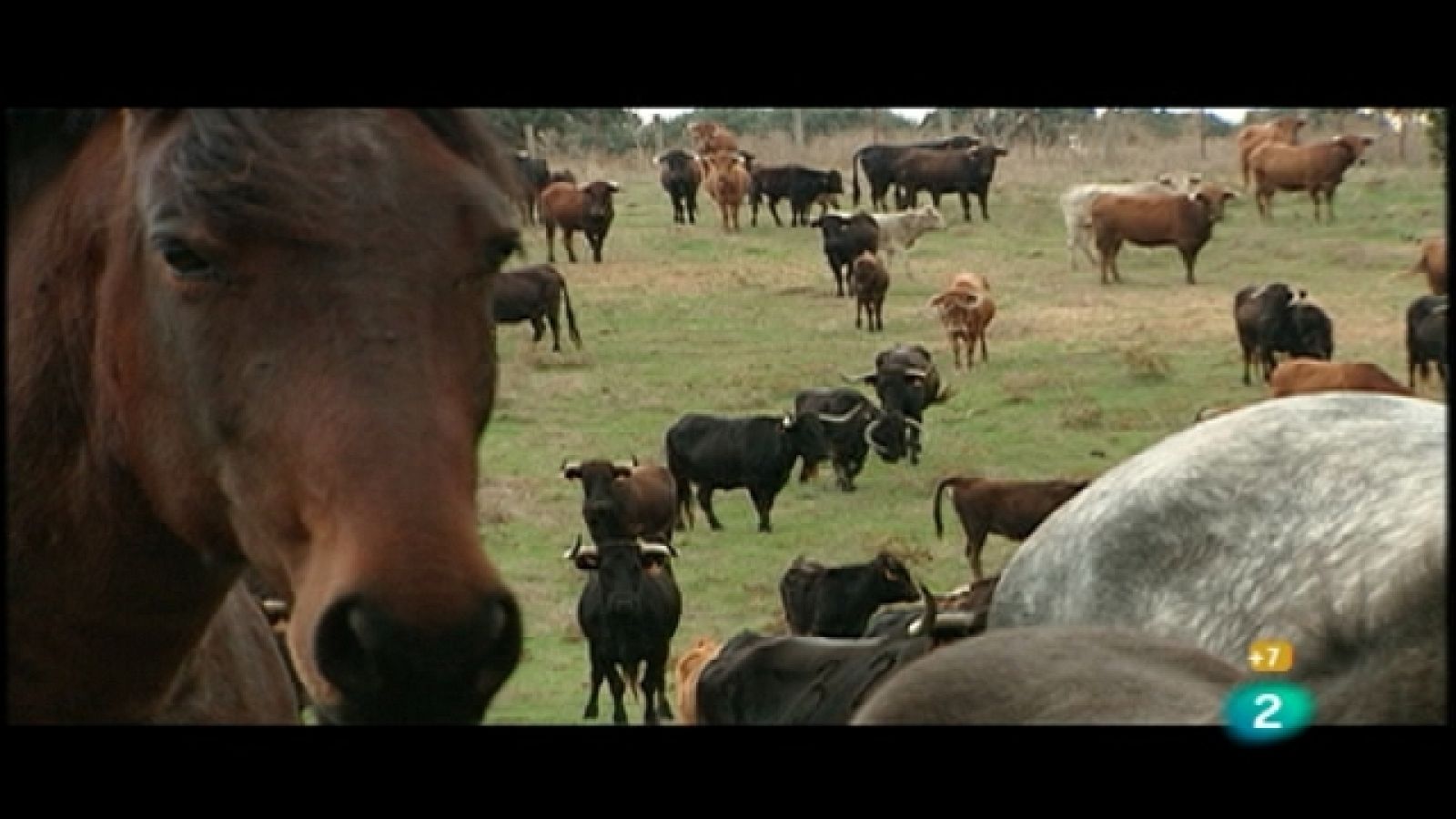 Tendido cero - 29/01/11 - Tendido cero | Ver