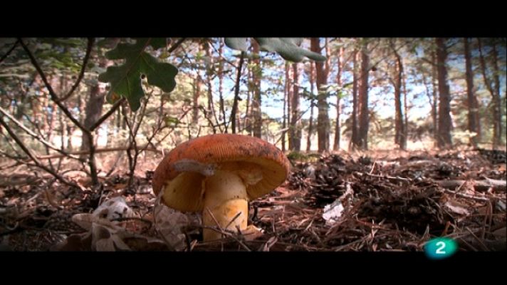  - Castilla y León. Huellas de futuro