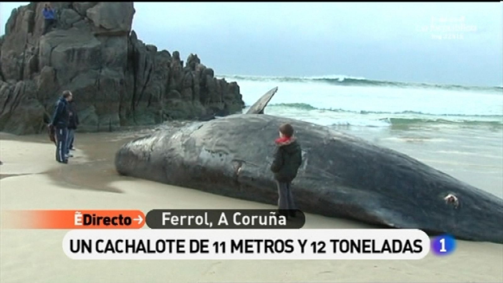 España Directo - 31/01/11 - España Directo | Ver