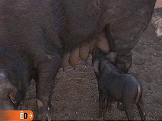 España Directo - Cochino negro canario