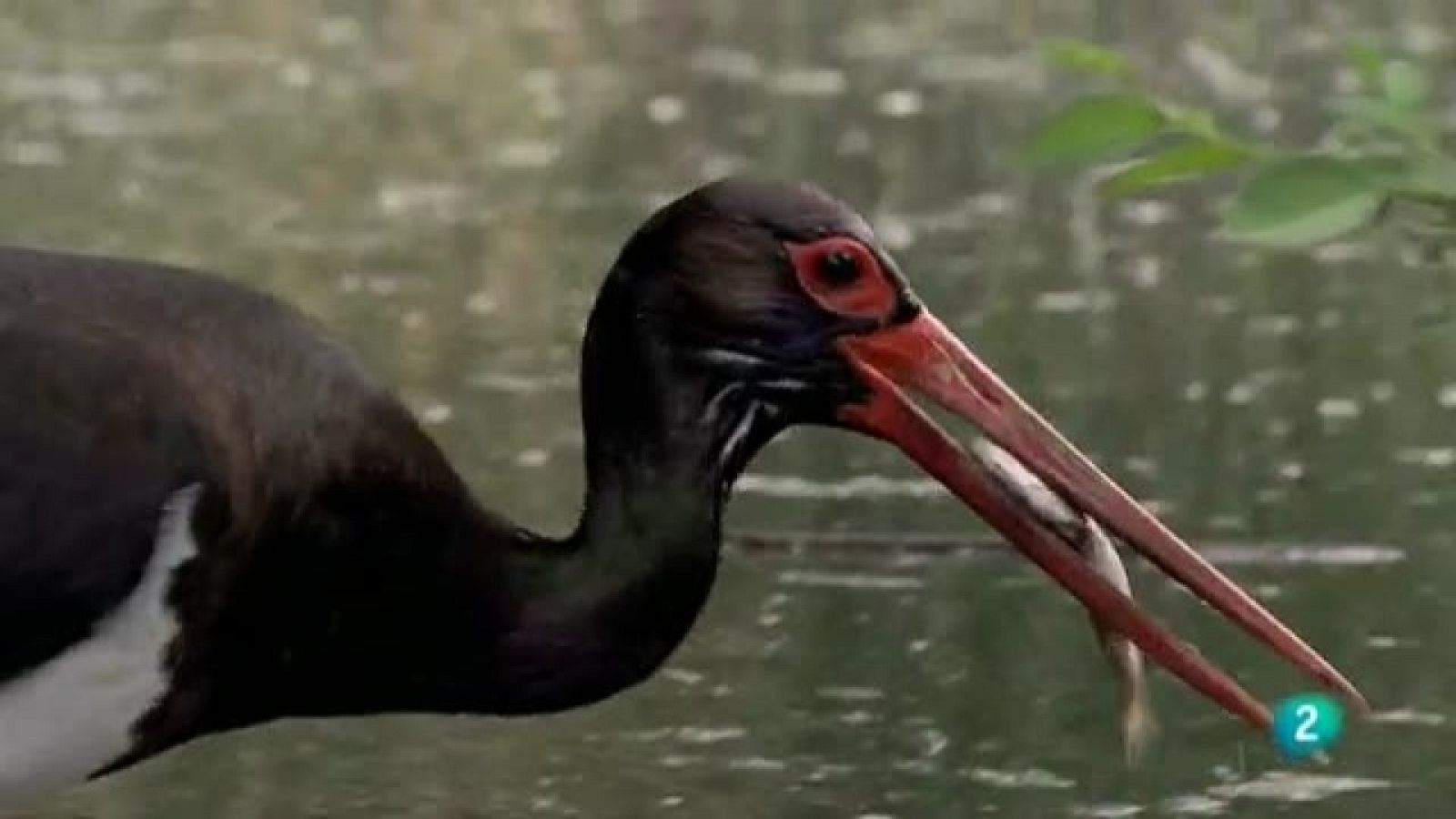 Biodiario - 03/02/11 - Biodiario | Ver