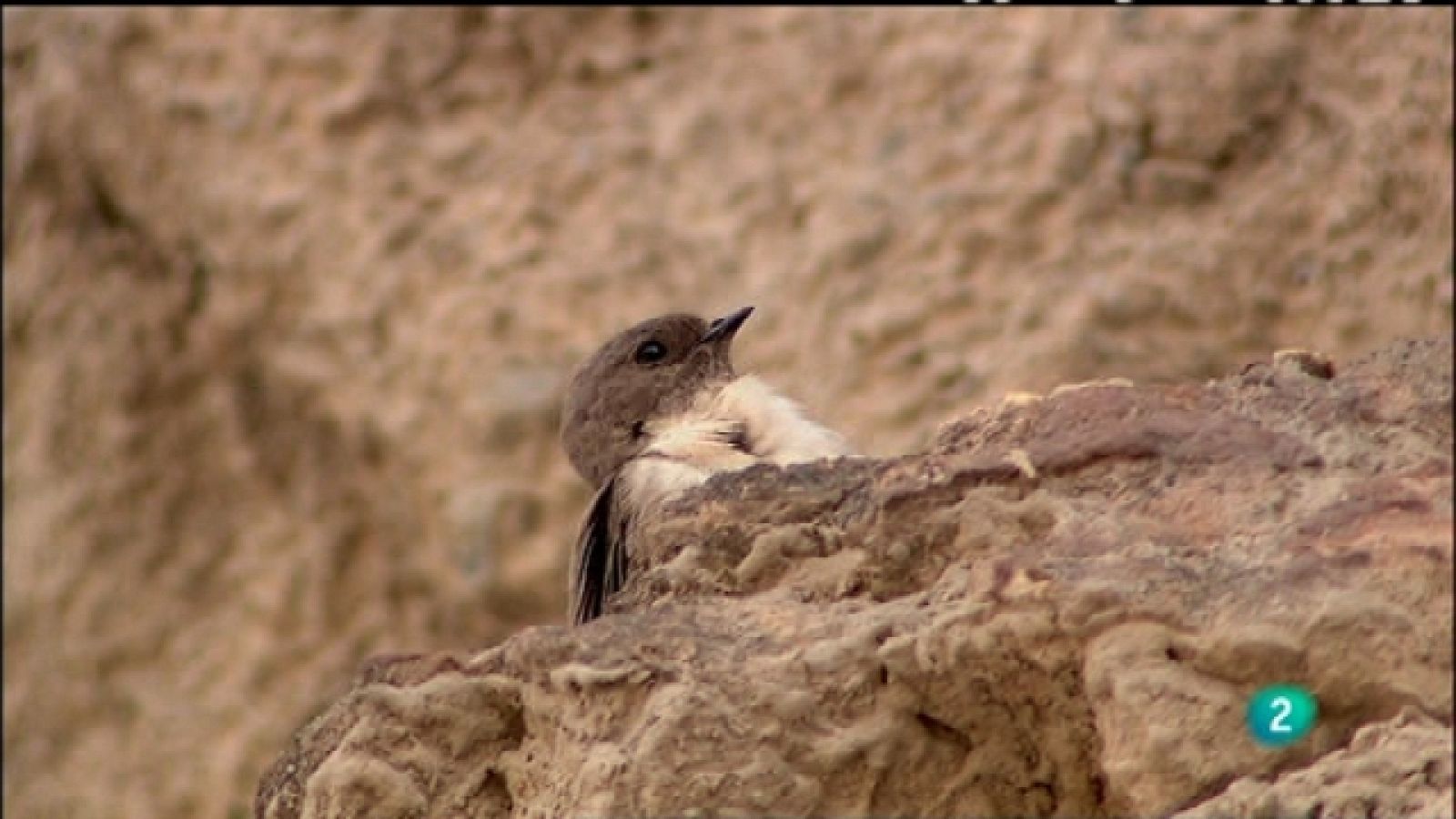 Biodiario - 04/02/11 - Biodiario | Ver