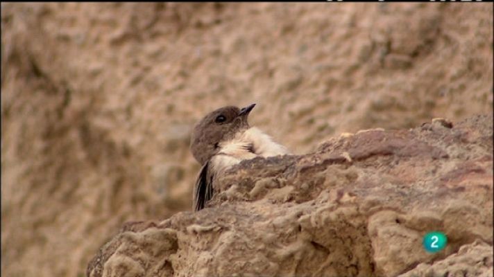 Biodiario - Biodiario - 04/02/11