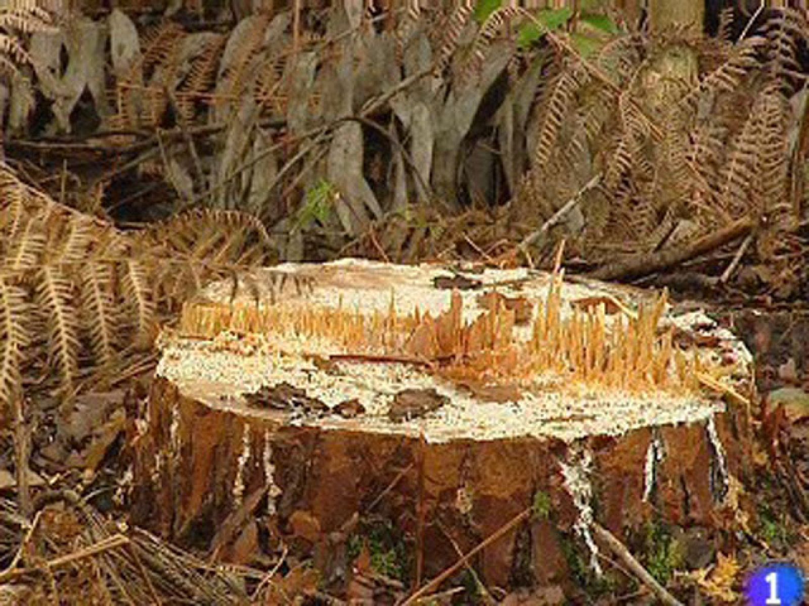 Un gusano microscópico obliga a talar unos 100.000 pinos en Galicia