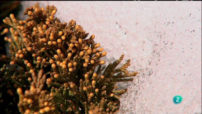 Biodiario - Biodiario - 05/02/11