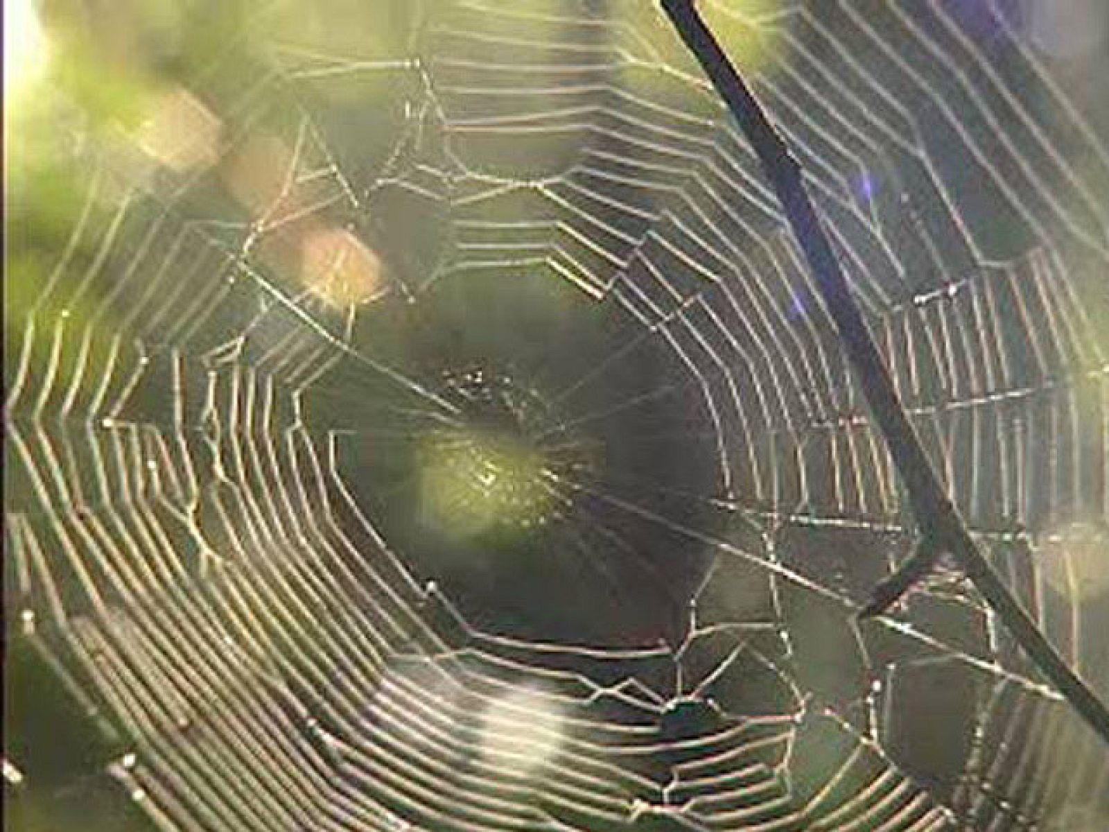 Informe Semanal: El secreto de los Neandentales