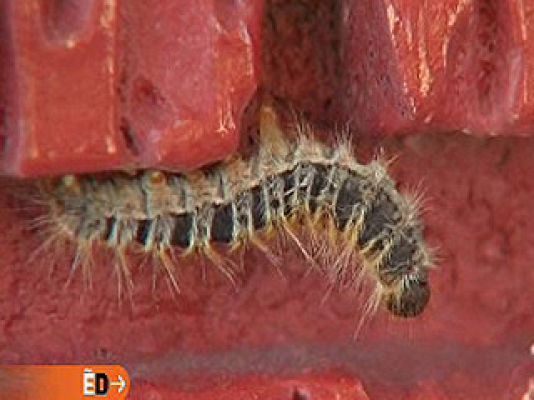 España Directo - Invasión de orugas