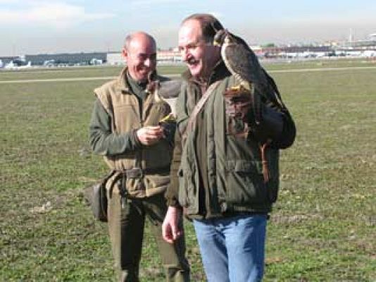 Ciencia y tecnología en Rtve.es - Halcones, los centinelas del cielo de Barajas