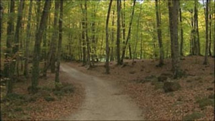 El escarabajo verde - El escarabajo verde