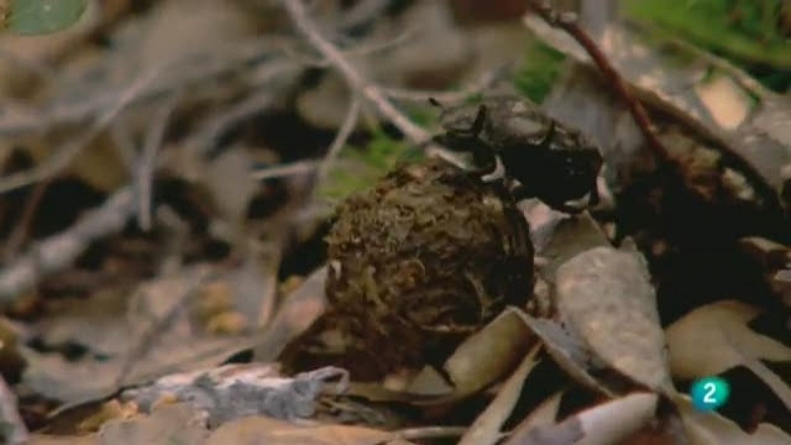 Biodiario - 11/02/11 - Biodiario | Ver