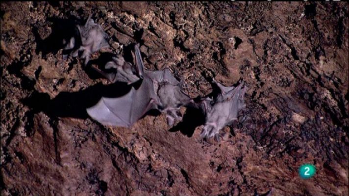 Biodiario - Biodiario - 12/02/11