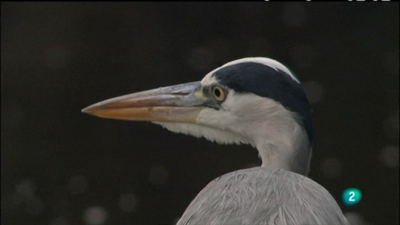 Biodiario - 14/02/11 - Biodiario | Ver