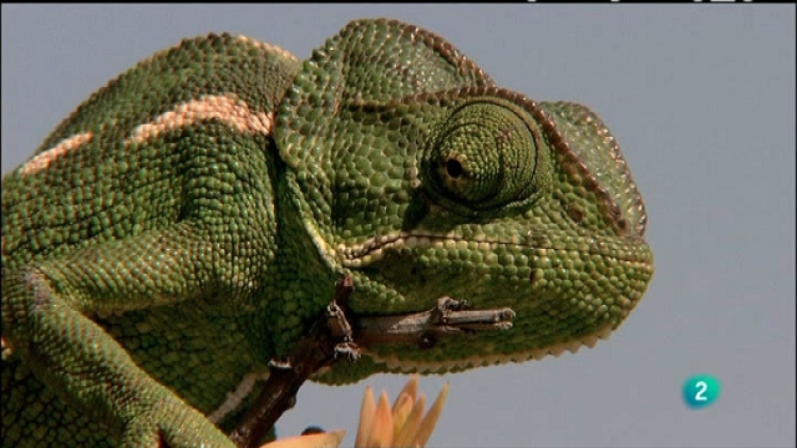 Biodiario - 16/02/11 - Biodiario | Ver