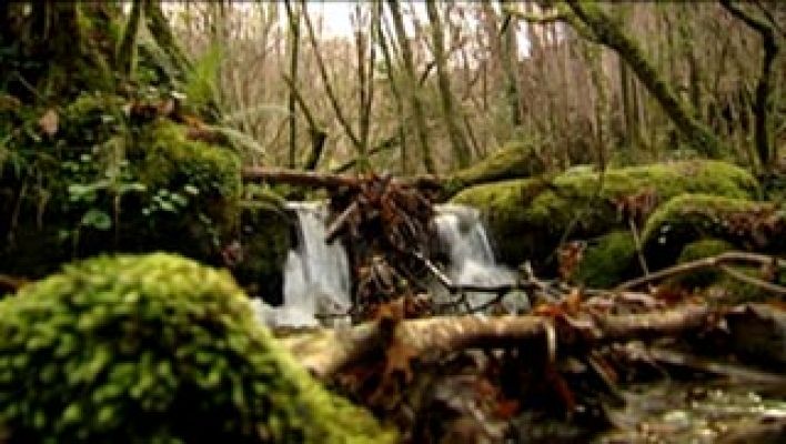 El escarabajo verde - El escarabajo verde