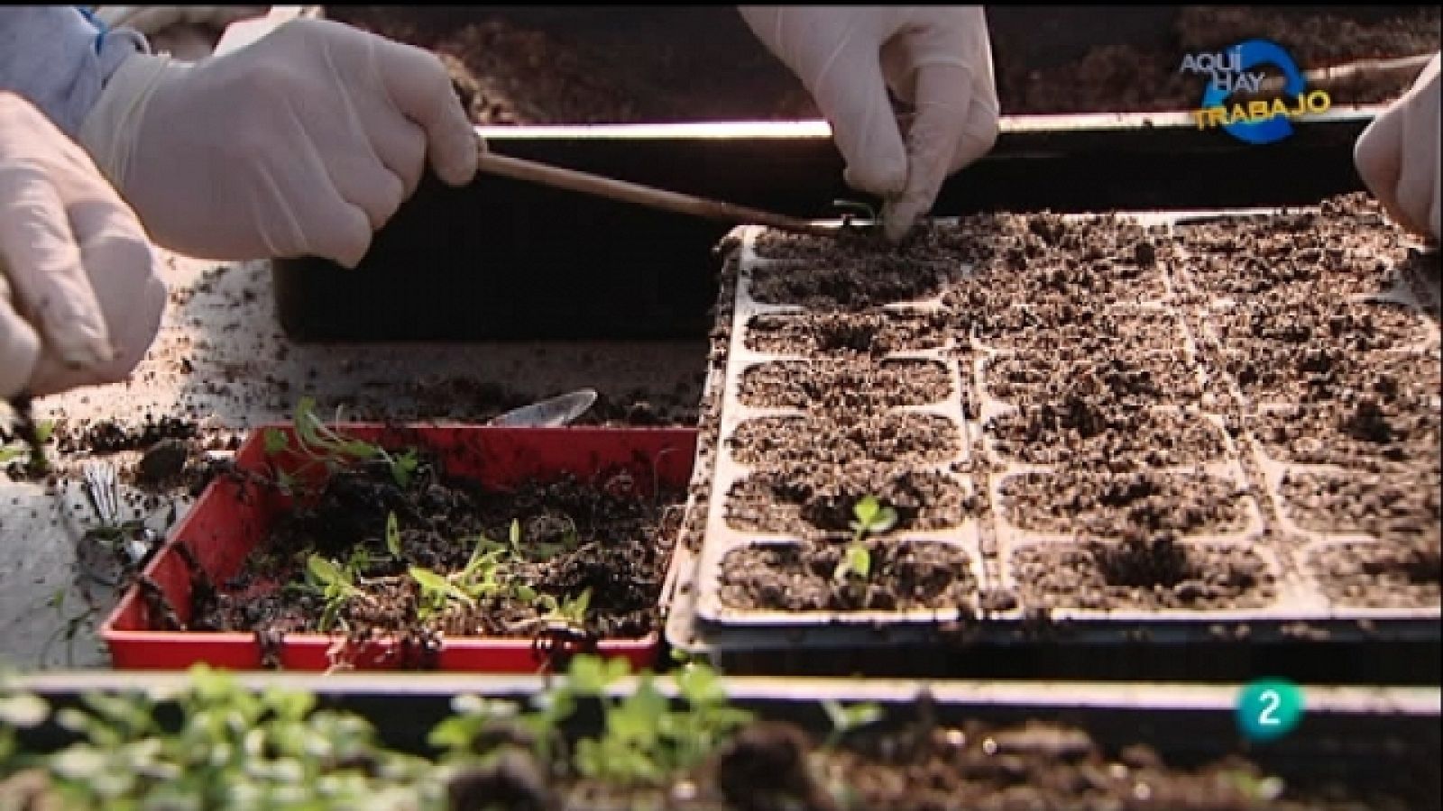 Aquí hay trabajo - 17/02/11 - Aquí hay trabajo | Ver