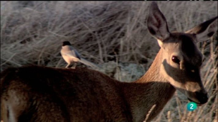 Biodiario - Biodiario - 17/02/11