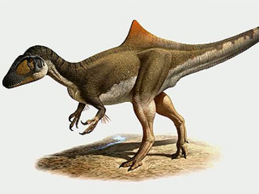 Universo UNED - El cazador jorobado de Cuenca