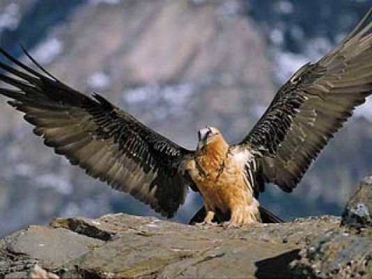 Ciencia y tecnología en Rtve.es - El futuro del quebrantahuesos pasa por la cría en cautividad