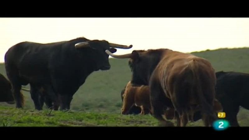 Tendido cero - 19/02/11 - Tendido cero | Ver