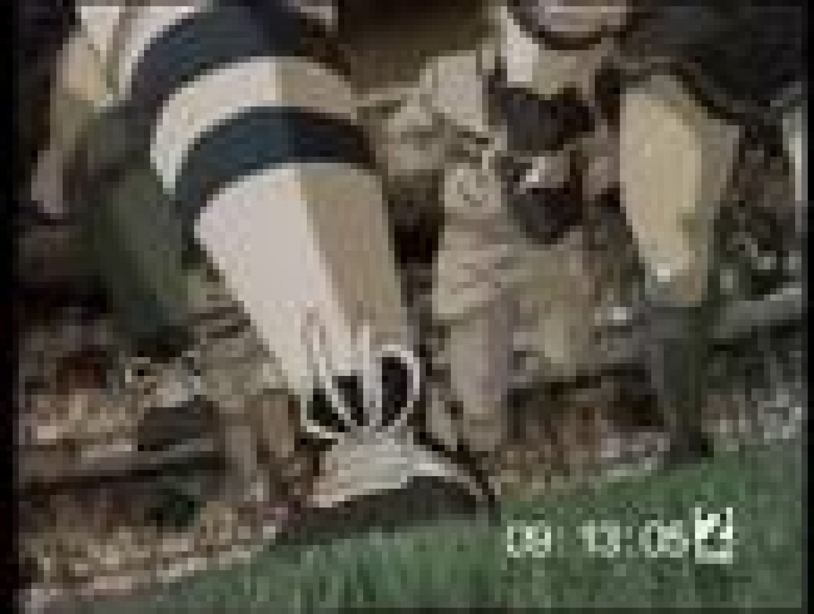 Cap7. Campeones hacia el Mundial: Oliver y Benji 