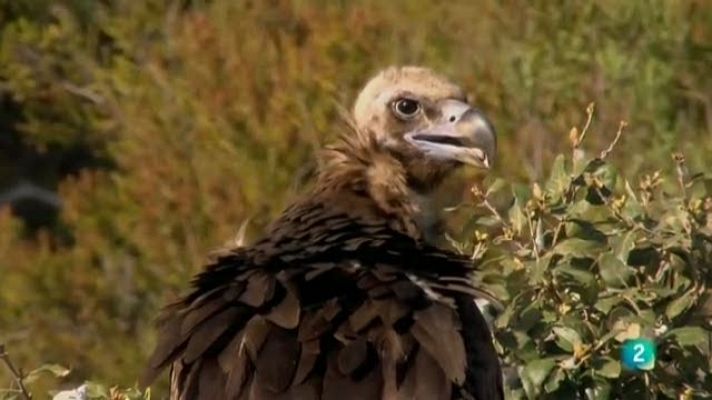 Biodiario - Biodiario - 21/02/11