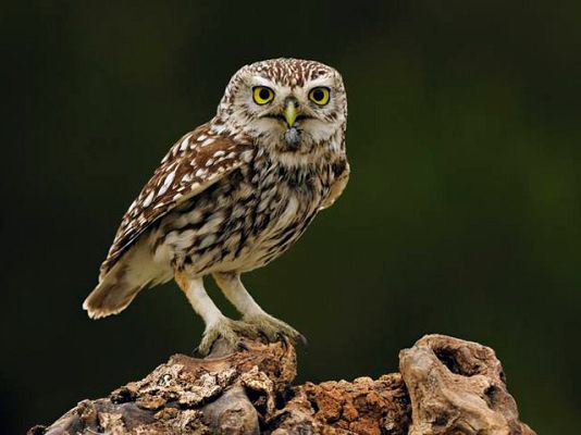 Ciencia y tecnología en Rtve.es - El mochuelo, Ave del Año 2011