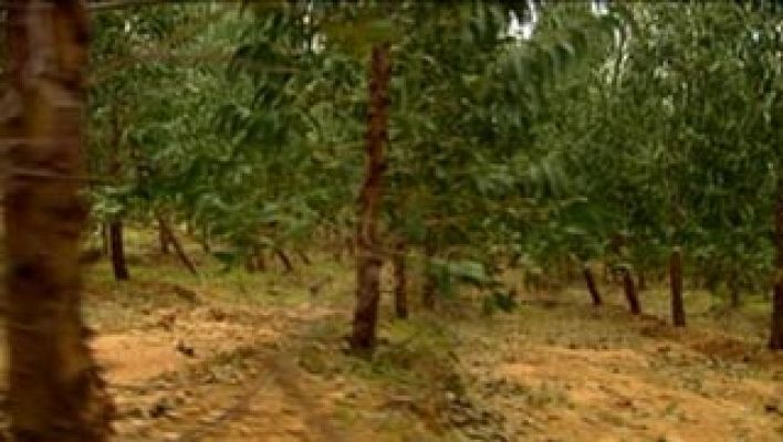 El escarabajo verde - El escarabajo verde