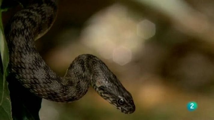 Biodiario - Biodiario - 22/02/11