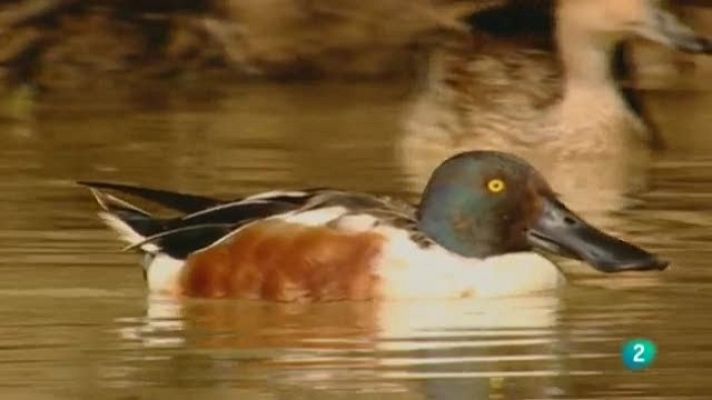 Biodiario - Biodiario - 23/02/11