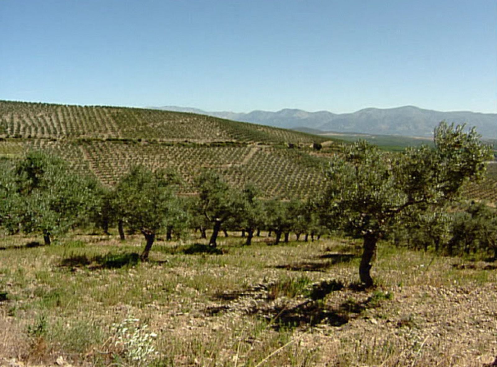 Estamos en plena temporada de alergias al polen