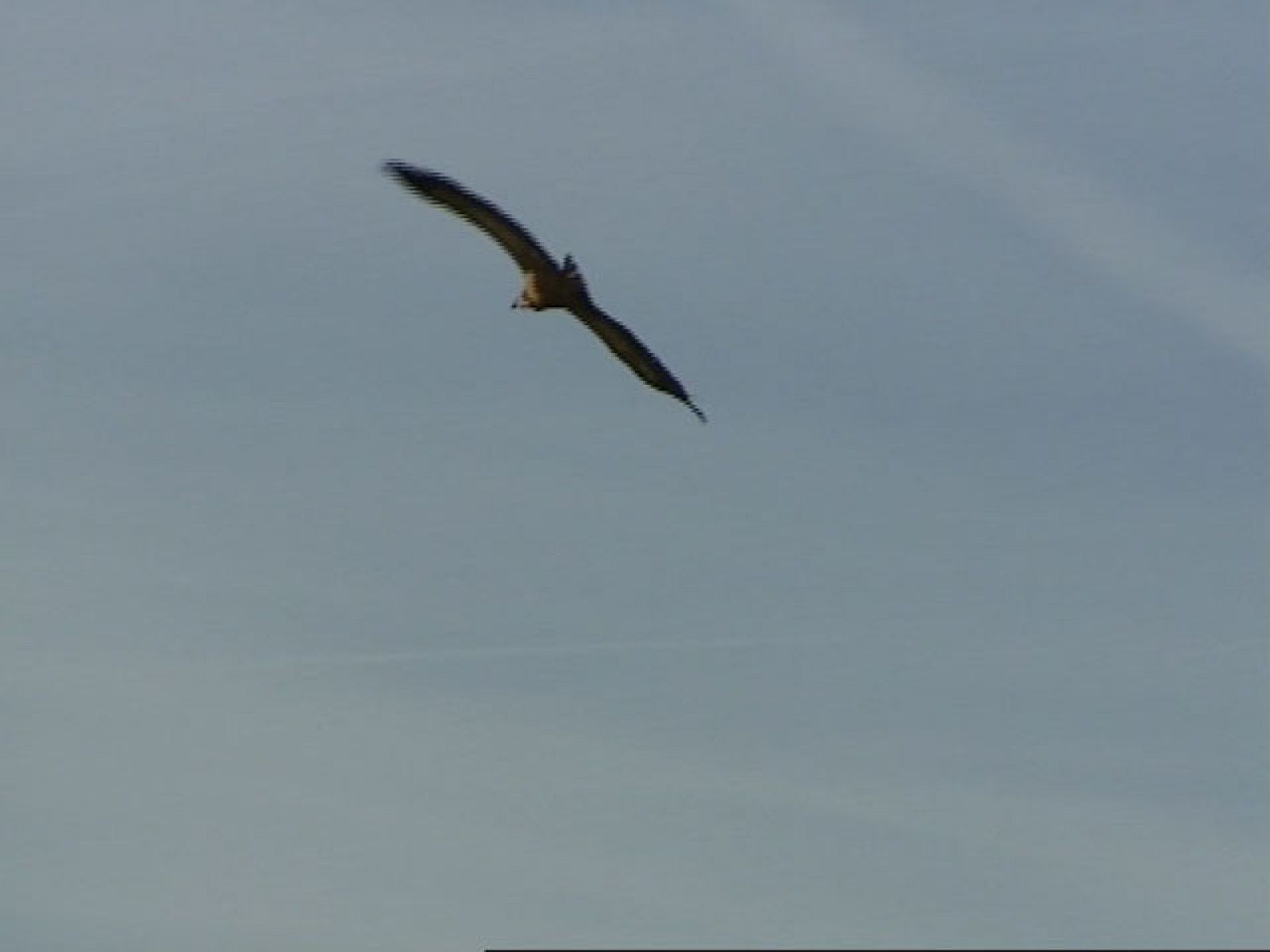 VI Feria Internacional de Turismo Ornitológico en Monfragüe