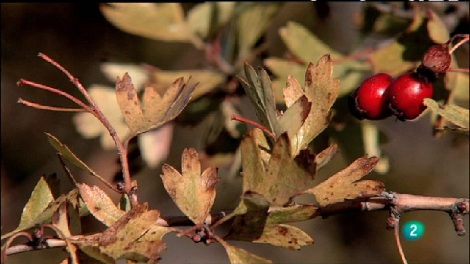 Biodiario - 27/02/11 - Biodiario | Ver