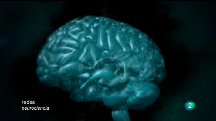 Redes - Conocer el cerebro