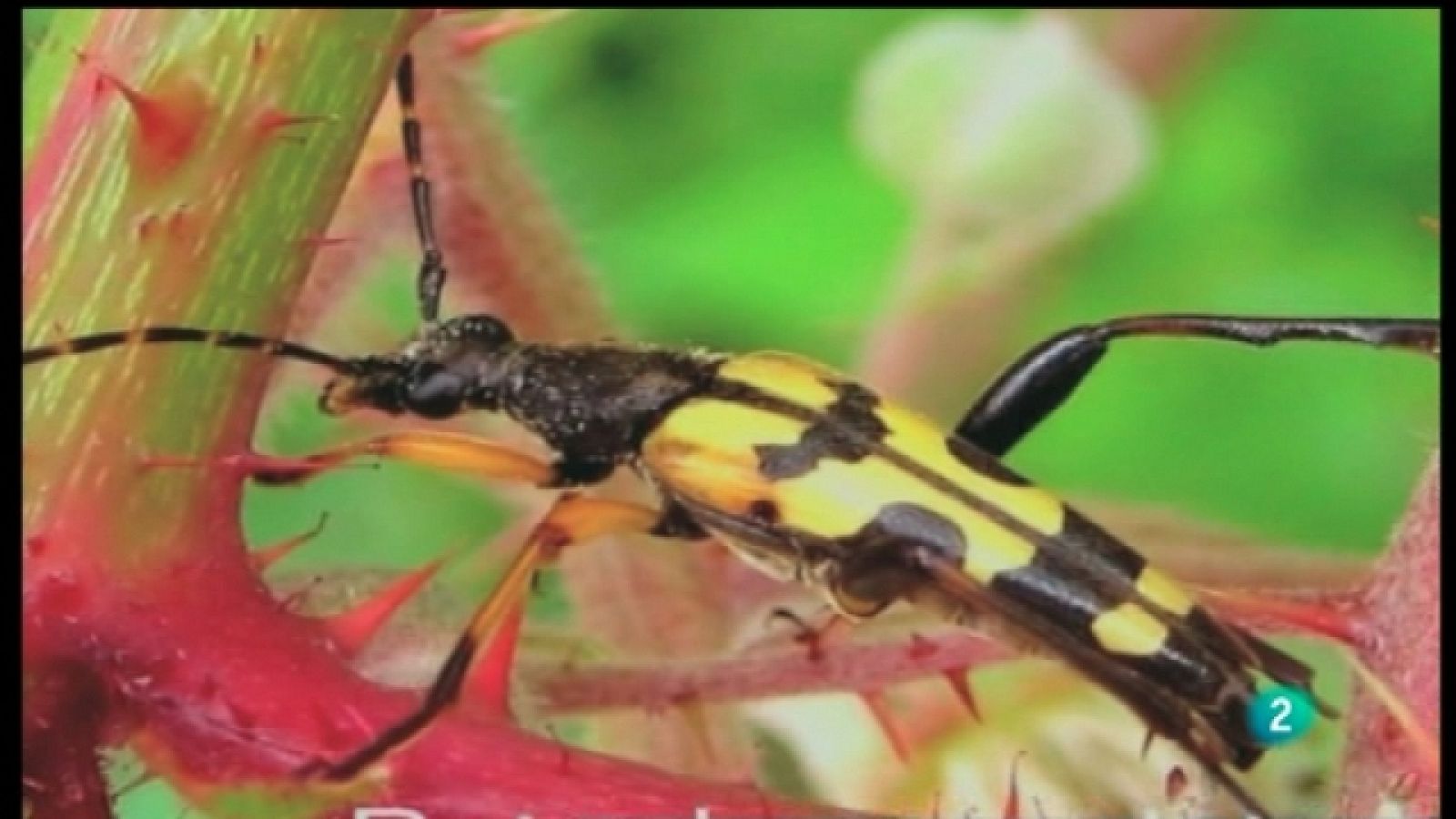 La aventura del saber - 28/02/11 - La aventura del Saber | Ver