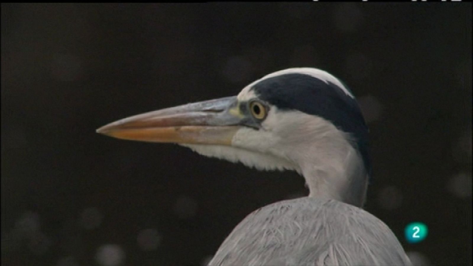 Biodiario - 01/03/11 - Biodiario | Ver