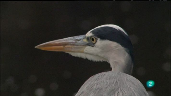 Biodiario - Biodiario - 01/03/11