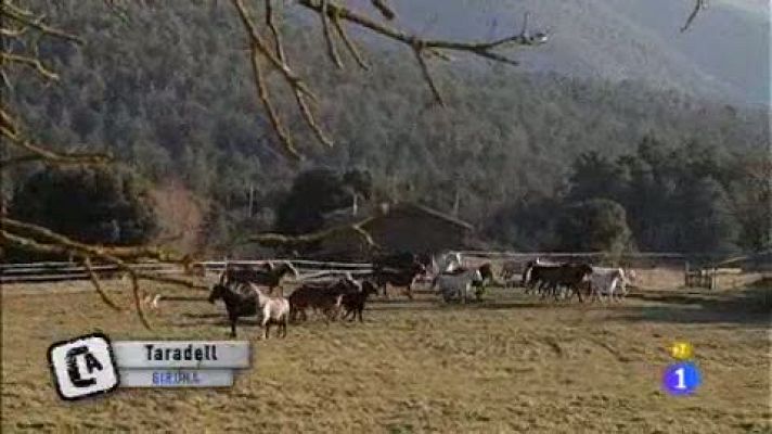 Comando Actualidad - Mamporrera, ¿usted lo haría?