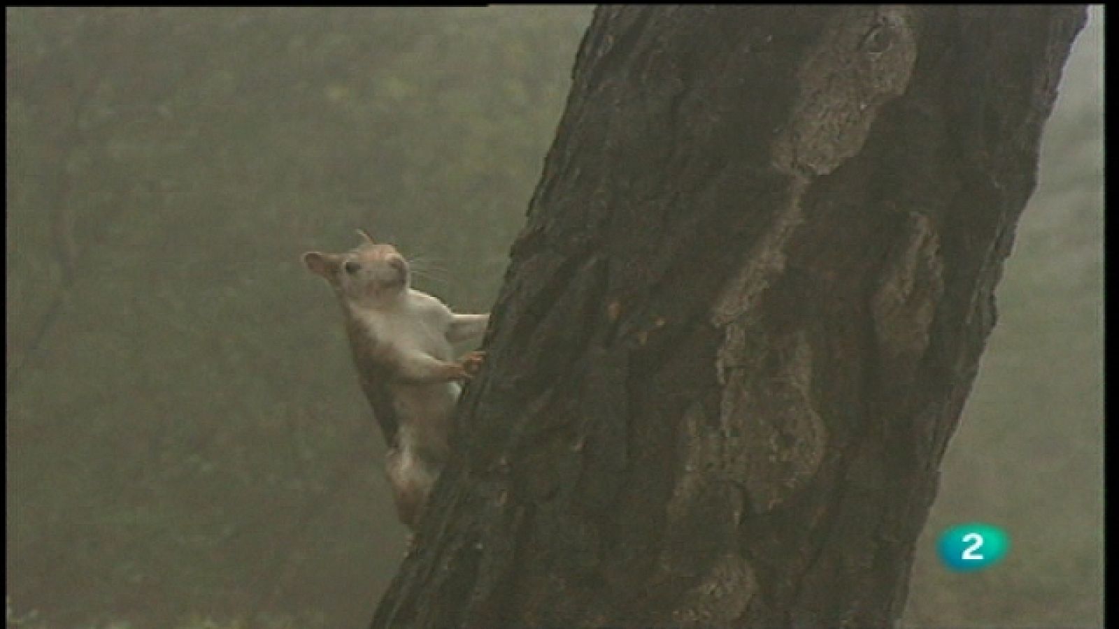 Jara y sedal - Del Atlas a Sierra Espuña - Jara y sedal | Ver